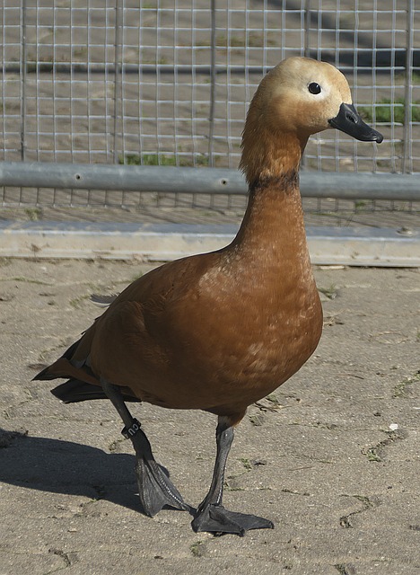 不败